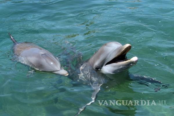 $!Investiga Estados Unidos muerte de 279 delfines en Golfo de México