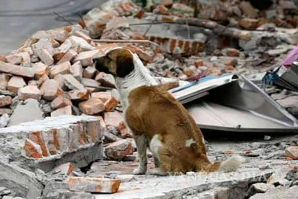 $!Twitter apoya para encontrar mascotas perdidas en el sismo