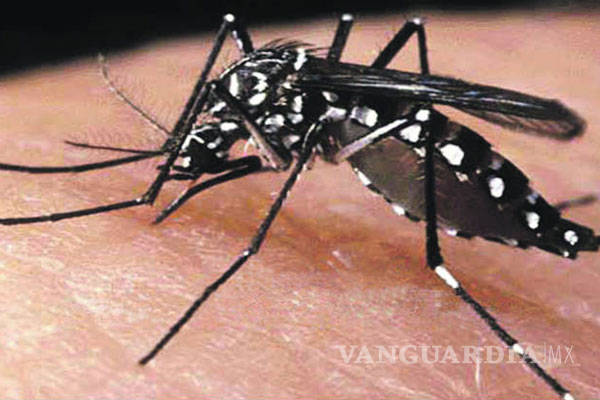 $!Van 42 muertos por dengue este año y el gobierno no ha comprado insecticidas para evitar más casos
