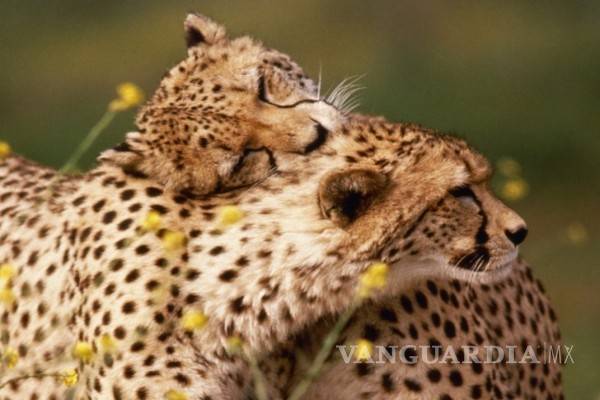 $!El guepardo, en peligro de extinción con sólo 7 mil ejemplares en el mundo