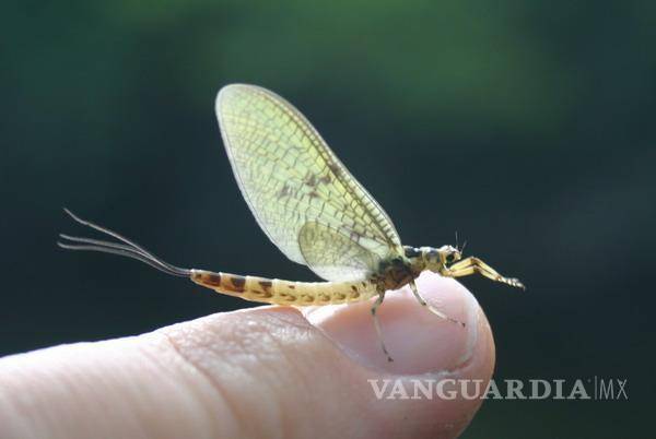 $!¡Vivir un día! Este insecto vive tan solo 24 horas... y otros 9 animales con vidas increíblemente cortas