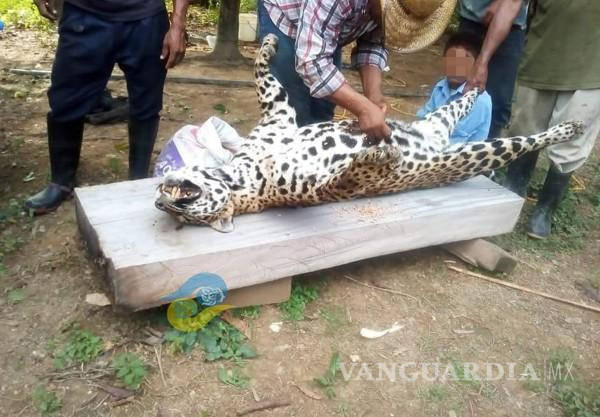 $!Cazan a jaguar en Veracruz y presumen las fotos en redes