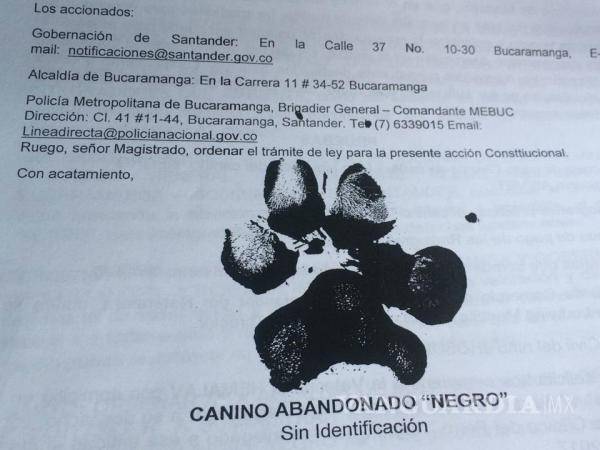 $!&quot;Negro&quot;, primer perro en exigir sus “derechos” ante la justicia Colombiana