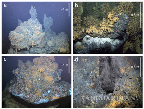$!Las nuevas criaturas marinas halladas a 2.800 metros de profundidad