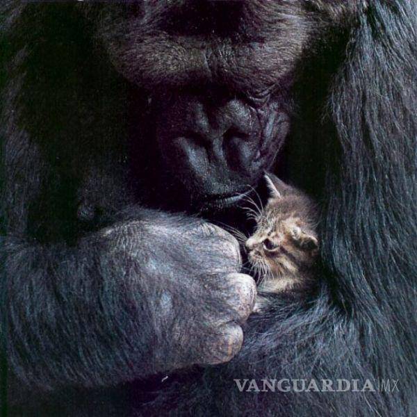 $!Koko, no podía ser madre pero adoptó a un gato.