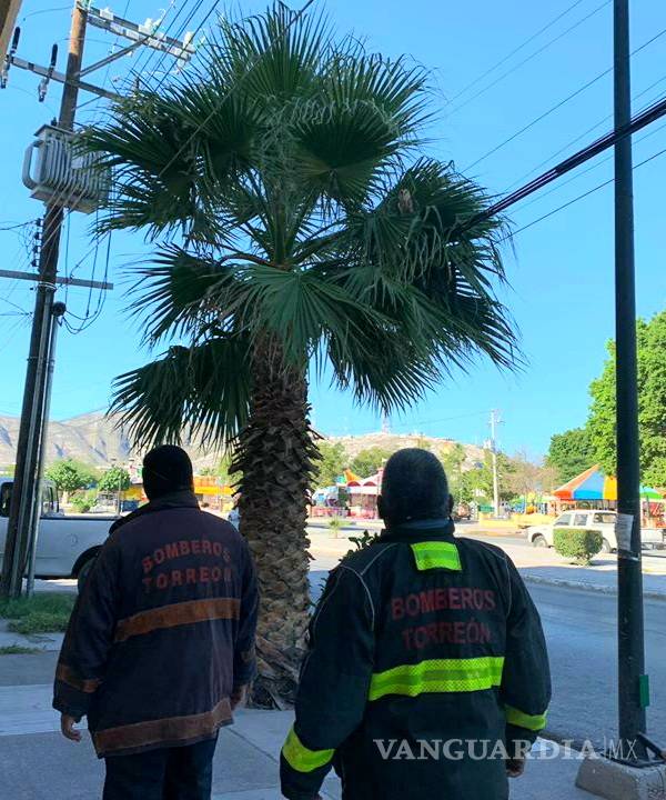 $!Bomberos rescatan una Lechuza Campanario frente a la alameda de Torreón