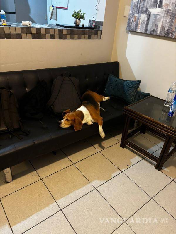 $!Del abandono a una segunda oportunidad: los perros rescatados que encontraron una nueva vida