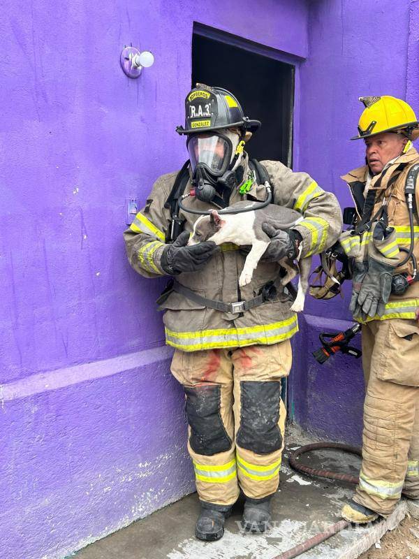 $!El perro bull terrier, de pelaje blanco con gris, quedó bajo el cuidado de los vecinos mientras regresaban sus propietarios.