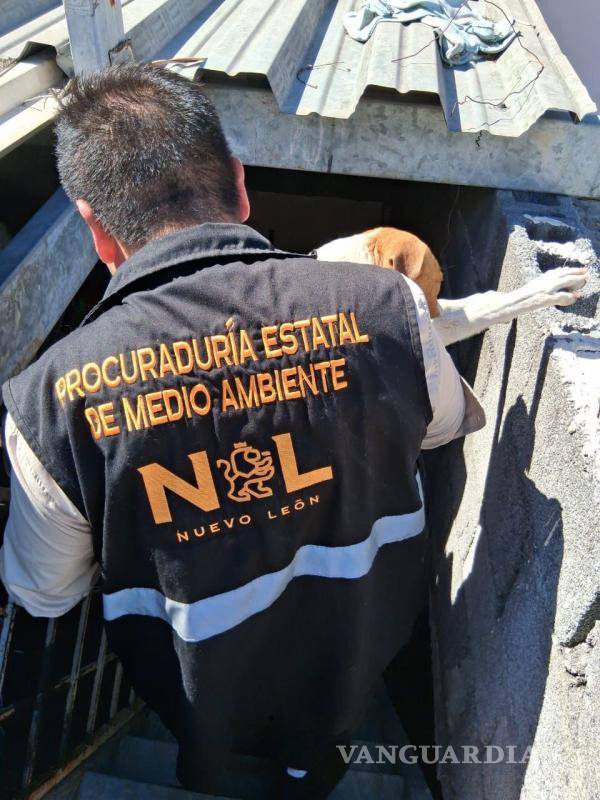 $!En tres operativos rescatan a cinco canes en condición de maltrato, en NL