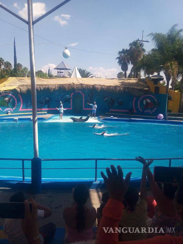 $!Las delfinoterapias son neuroestimulación, es decir, los sonidos y vibraciones que emiten los delfines impactan directamente con el área cerebral del paciente.