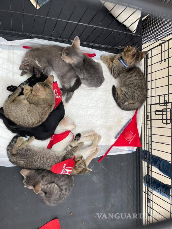 $!Las asociaciones explicaron a los asistentes los requisitos y el proceso para adoptar una mascota.