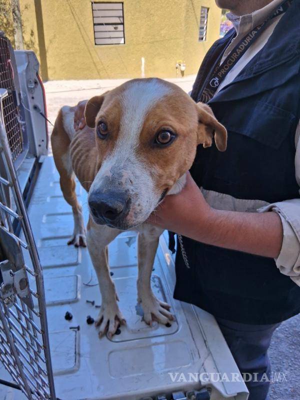 $!En tres operativos rescatan a cinco canes en condición de maltrato, en NL