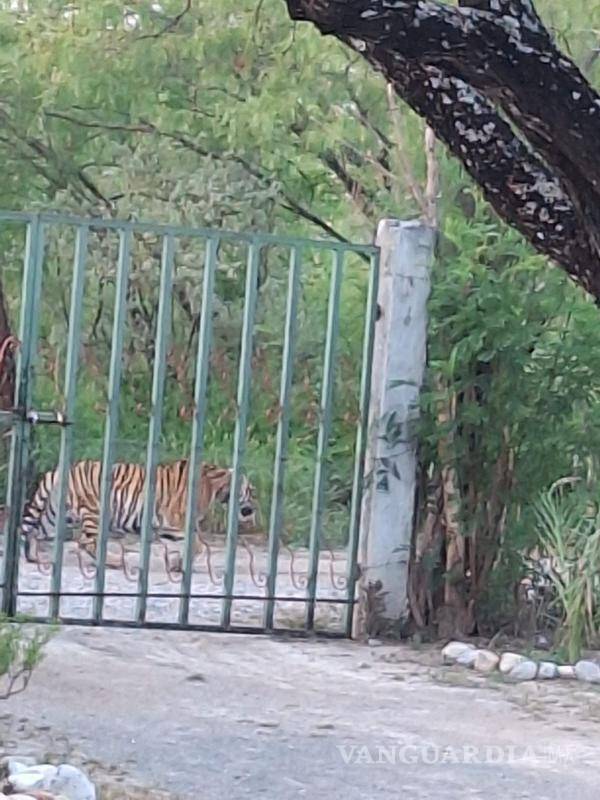 $!Avistamiento de tigre es reportado Salinas Victoria, Nuevo León