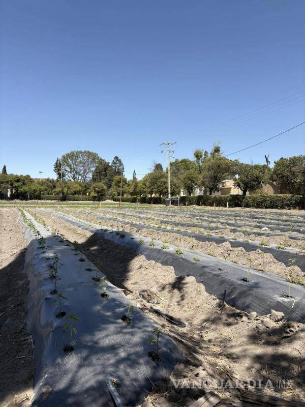 $!Las hortalizas cultivadas por los estudiantes también son comercializadas como parte del aprendizaje.