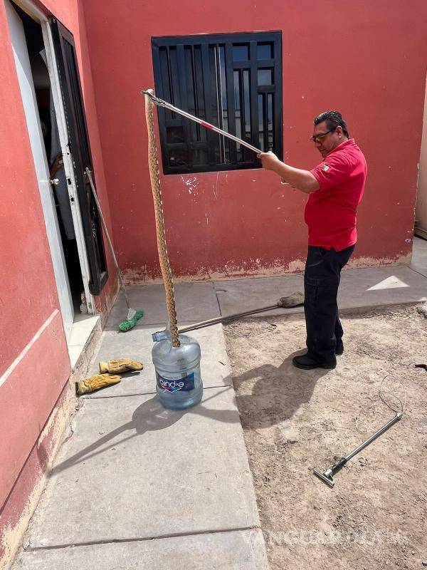 $!El reptil es enorme.