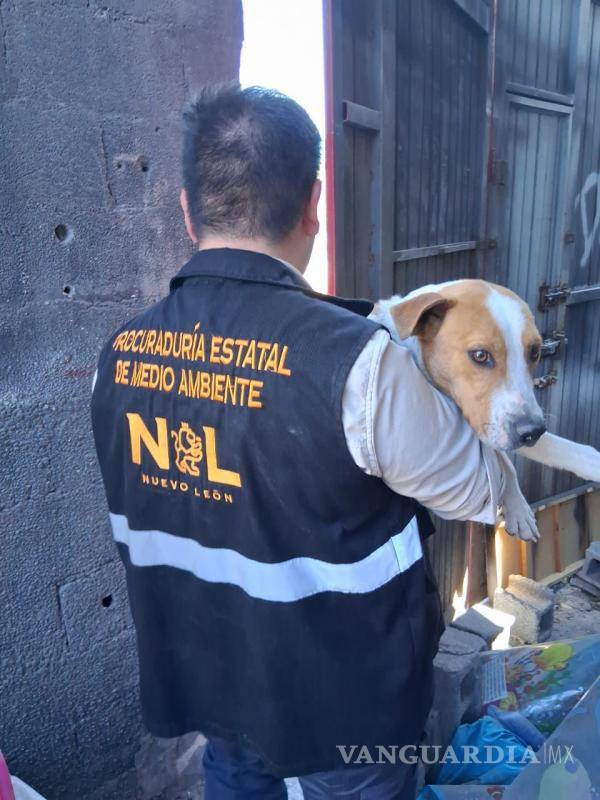 $!En tres operativos rescatan a cinco canes en condición de maltrato, en NL