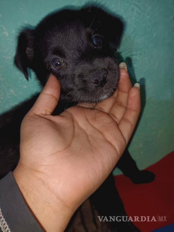 $!Del cachorrito, ni de su madre se conoce el paradero, por lo que piden se investigue.