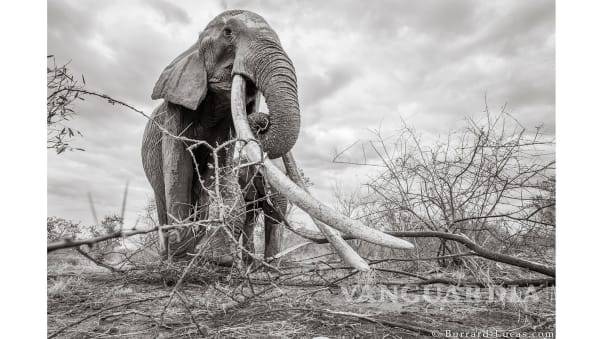 $!Capturan increíbles imágenes de la Reina de los Elefantes en Kenia
