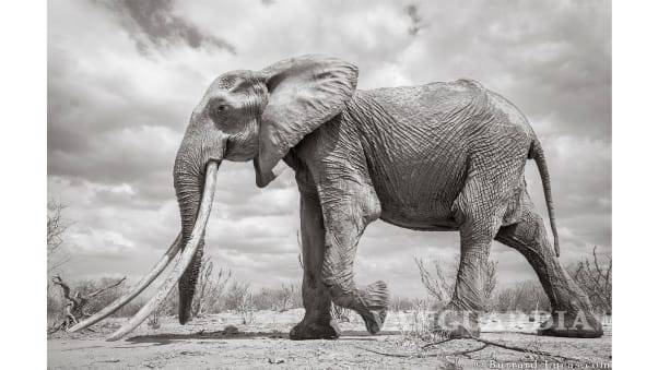 Capturan increíbles imágenes de la Reina de los Elefantes en Kenia