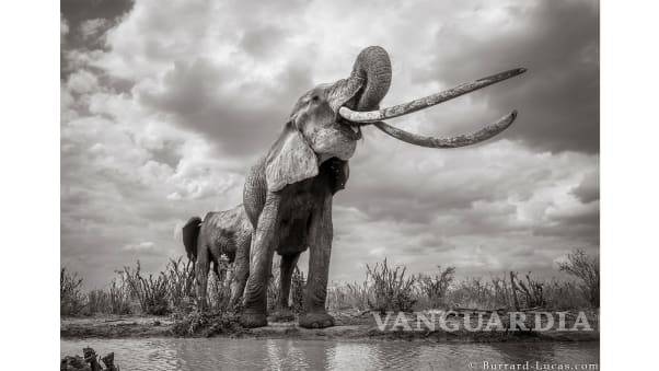 $!Capturan increíbles imágenes de la Reina de los Elefantes en Kenia