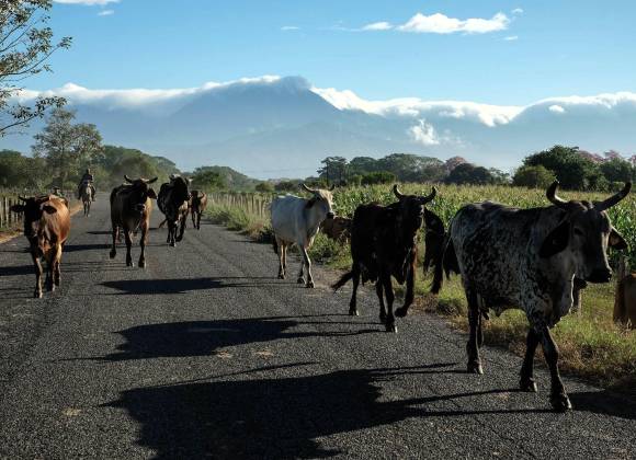 Gusano barrenador: el cierre de la frontera sur es una medida urgente