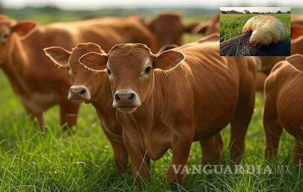 Asigna la Federación más recursos para el combate del gusano barrenador de ganado, anuncia la Senasica