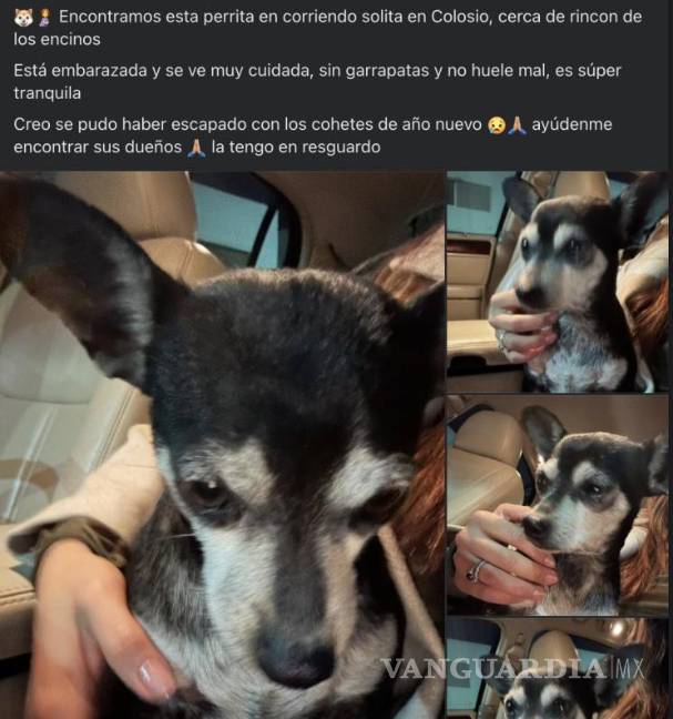 $!Algunos canes llegaron por sí solos a otros domicilios en busca de refugio, evidenciando el alto nivel de estrés que generan los fuegos artificiales en los animales.