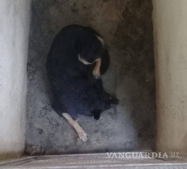 $!Perros callejeros muerden a dos niños en Monclova