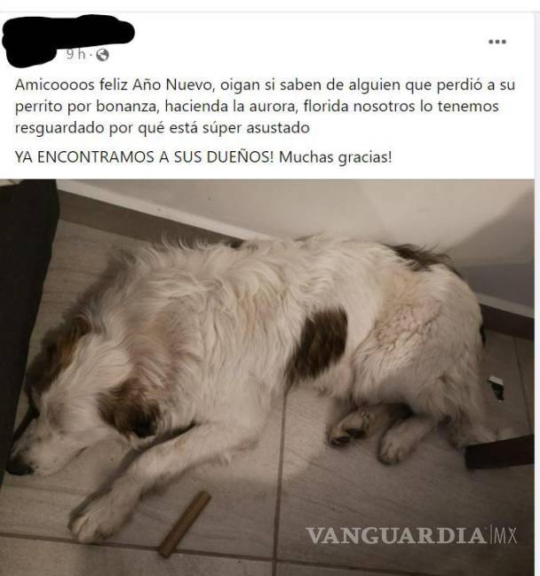 $!En redes sociales, dueños de perros piden ayuda para encontrar a las mascotas que huyeron en medio de ataques de pánico por fuegos artificiales. REDES SOCIALES.
