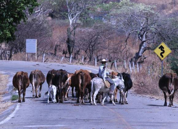 Ante efecto del gusano barrenador, economía mexicana se contraería en el segundo trimestre: IMEF