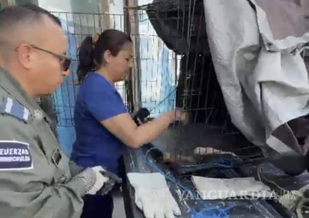 $!Personal de la Policía Ambiental llevó a los cachorros a una veterinaria.