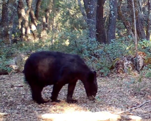 $!El oso negro forma parte de la fauna que habita en la Sierra de Zapalinamé.