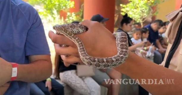 $!Siete serpientes nacidas en el Museo del Desierto fueron presentadas en Careyes como parte de la celebración del Año Nuevo Chino.