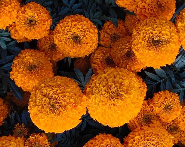 Además de su valor cultural, los pétalos comestibles de esta flor aportan propiedades antioxidantes y digestivas al integrarse en recetas.