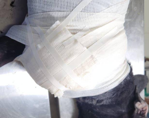 A “negrito” le fue cercenada una de sus patas delanteras; rescatista pide se sancione a los autores.