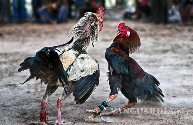 $!'El Mencho' apostó hasta 2 millones de pesos en peleas de gallos