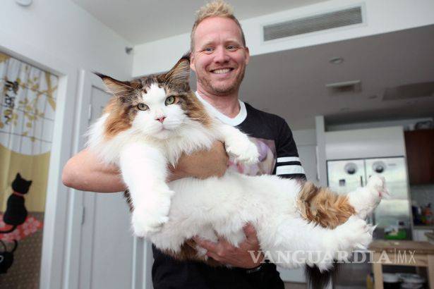 $!Este podría ser el gato más grande del mundo, mide casi metro y medio