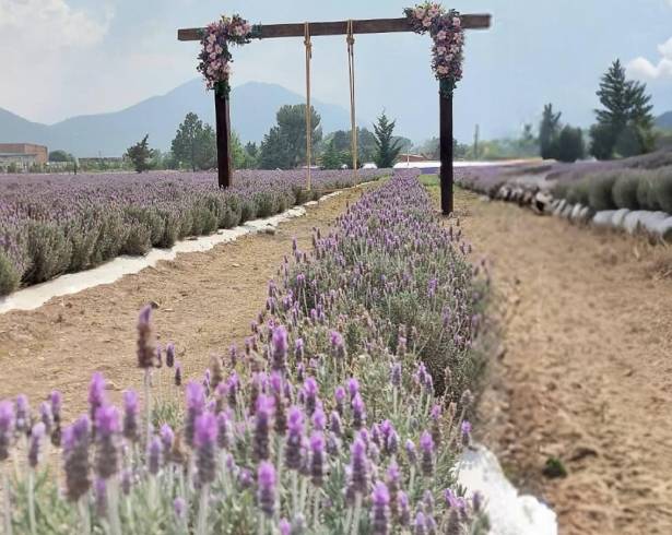 Las visitas recientes provocaron afectaciones, ya que algunas personas arrancaron flores y plantas.