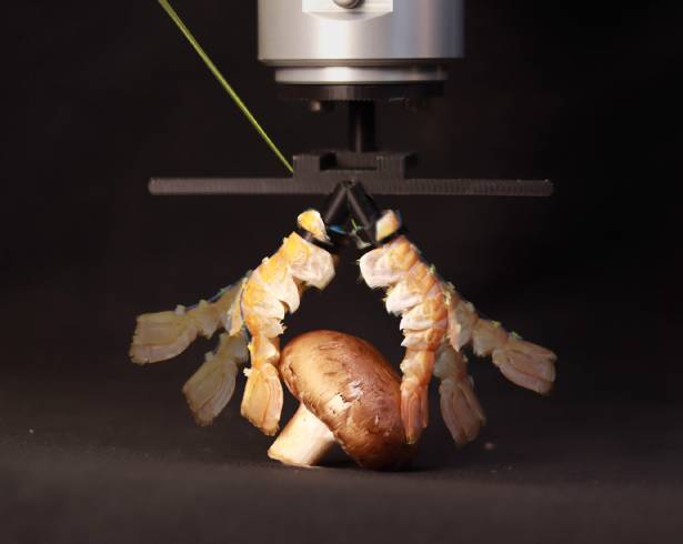 Los científicos de la EPFL han integrado caparazones de crustáceos desechados en dispositivos robóticos prensiles y móviles, aprovechando la resistencia y la flexibilidad de los materiales naturales.