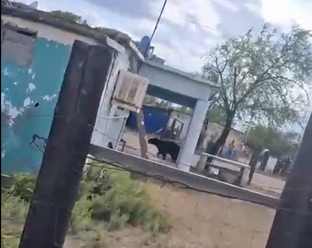 Un oso negro llegó hasta el patio de una vivienda en Estación Barroterán, municipio de Múzquiz.