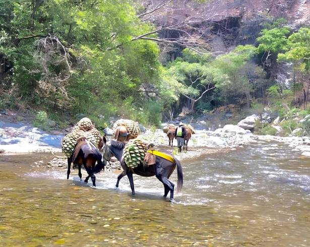 Mucho más que un destilado: la historia que cuenta cada botella de mezcal