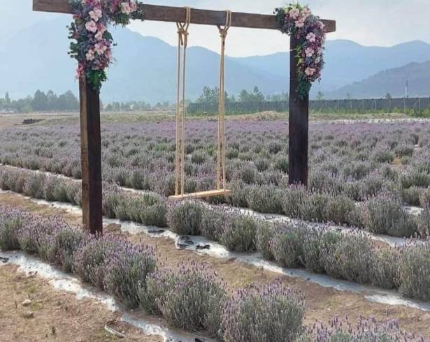 Los campos de lavanda de la Huerta Manzanares retomarán sus visitas de manera gradual.