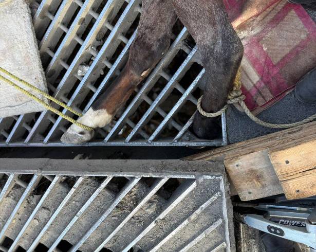 Los hechos se registraron este sábado en la colonia Francisco Villa, en Monterrey, reportó PCNL