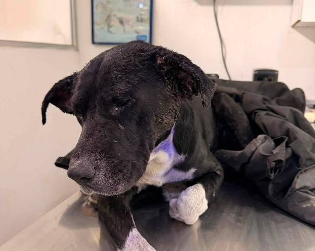 ”Colitas” es uno de los seis casos de gusano barrenador en perros en Saltillo; rescatista pide apoyo para su atención médica.