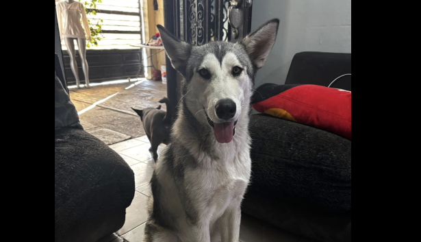“Lobo” es descrito por su dueña como un perrito sociable, acostumbrado a recorrer la colonia y regresar a casa por su cuenta... pero esta vez no ha vuelto.
