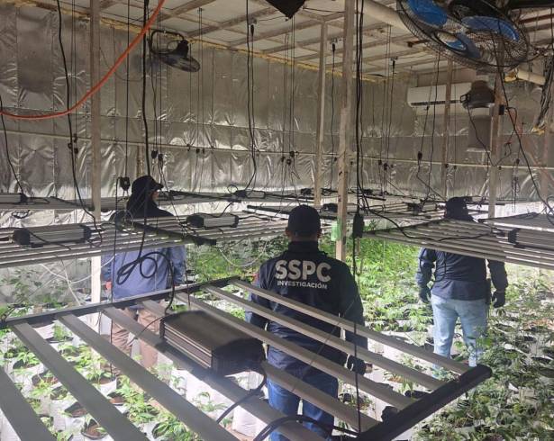 El reporte oficial también detalla la inhabilitación de laboratorios clandestinos de drogas sintéticas.