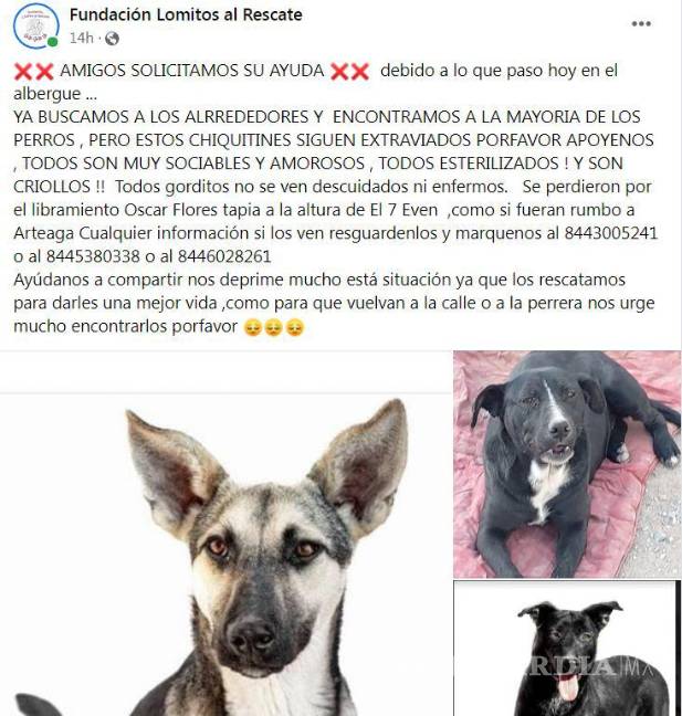 Saltillo: ¿has visto estos perritos? Asaltan a Fundación Lomitos al Rescate y varios se perdieron
