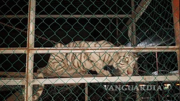 $!Aseguran vehículos de lujo y colección, tigres de bengala y aves exóticas en Matamoros