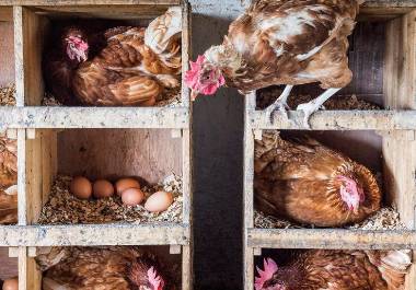 Este fenómeno se debe a su precio accesible, menor impacto ambiental en la producción y alto contenido proteico del pollo. FOTO: