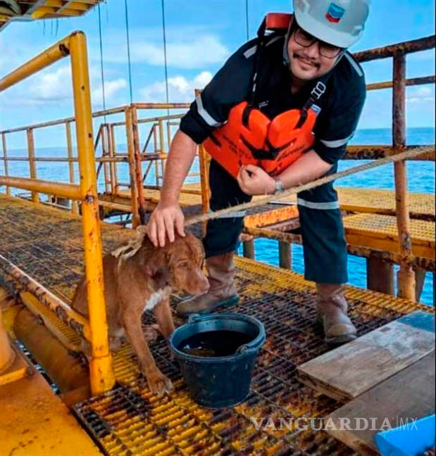 $!Un perro fue rescatado en una plataforma petrolera, a 220 kilómetros de la costa